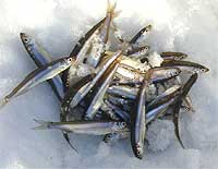 ワカサギ釣果