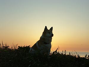 朝陽を背にしたフウマ
