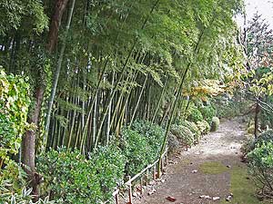 北海道の竹林