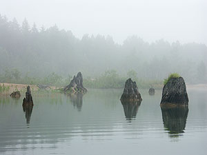 霧の中に浮かぶ切り株