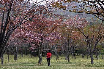 삳