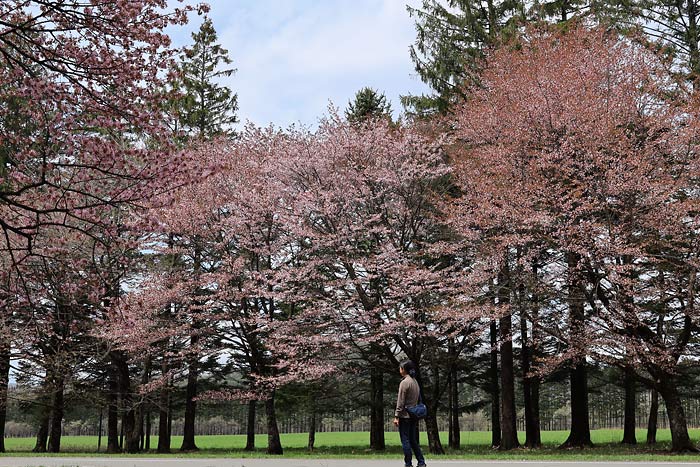 二十間道路の桜並木