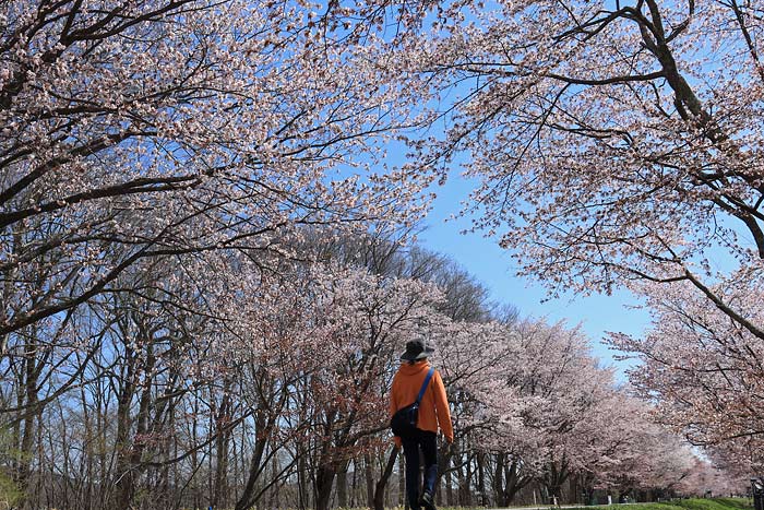 西舎桜並木（優駿さくらロード）