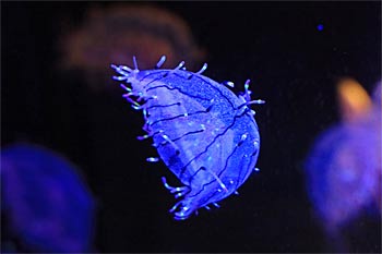 加茂水族館クラネタリウム