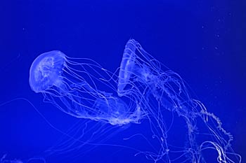 加茂水族館クラネタリウム