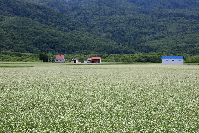 幌加内蕎麦畑