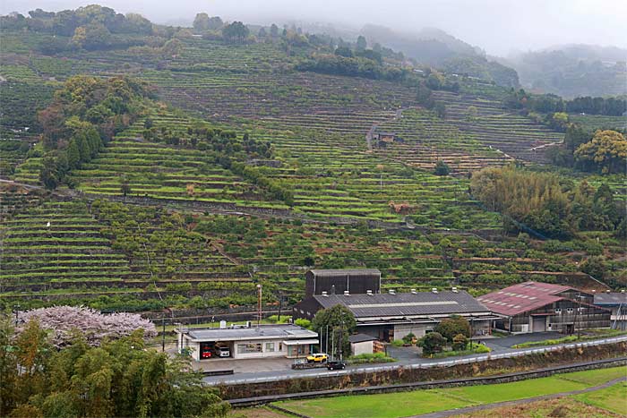 金峰山のミカン畑