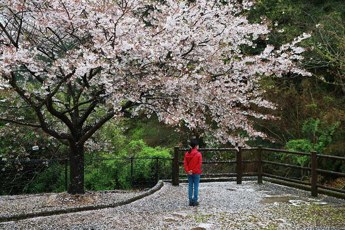 金峰森の駅みちくさ館の桜
