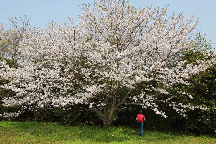 十三仏公園の桜