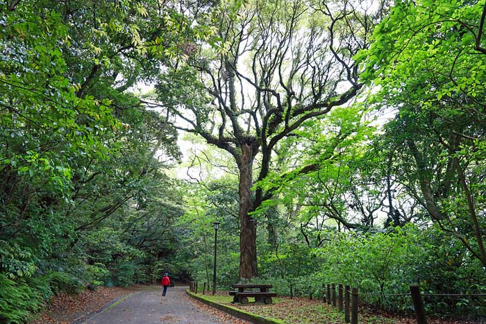 城山公園