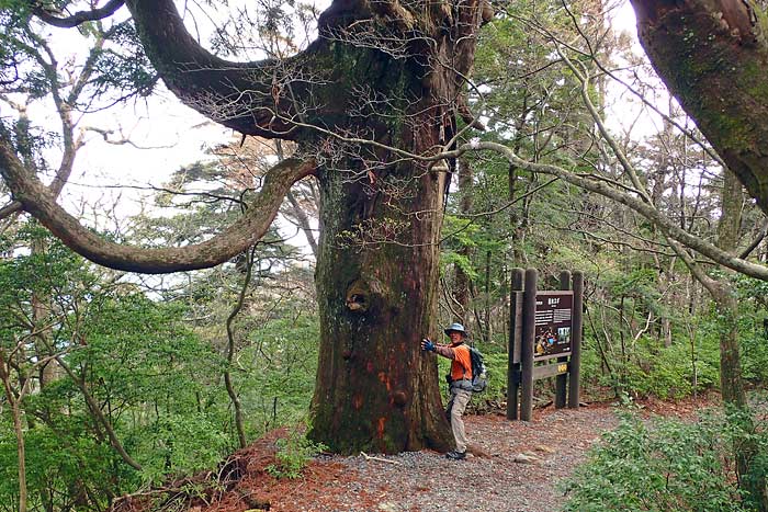 えびの高原池巡りコース