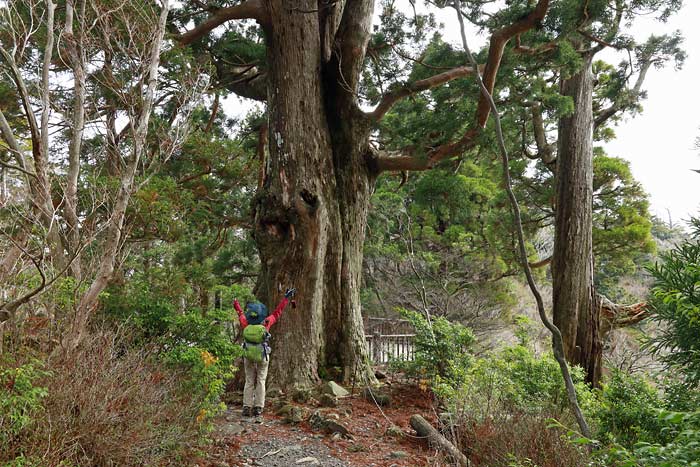 えびの高原池巡りコース