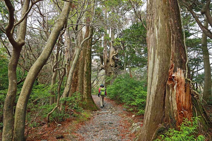 えびの高原池巡りコース