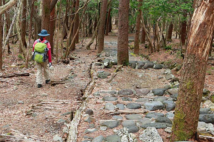 えびの高原池巡りコース