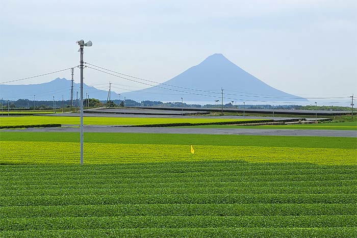 知覧の茶畑