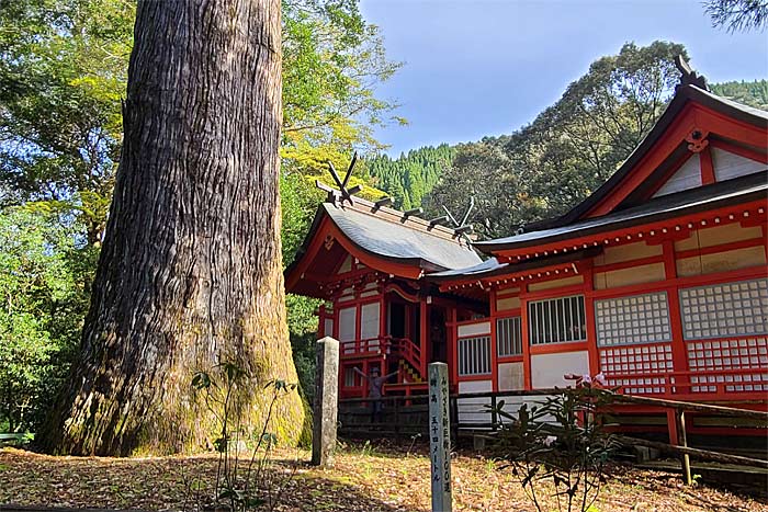 十根川神社八村杉