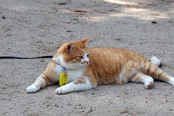 備中松山城猫のさんじゅーろー