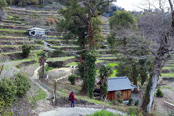 中山千枚田