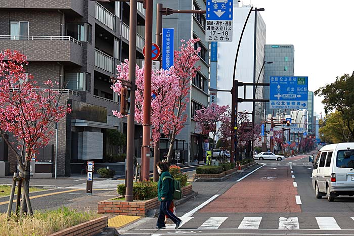 陽光桜の街路樹