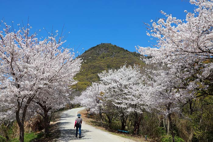 高屋神社