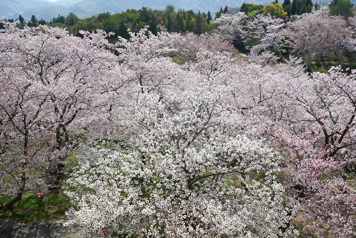 開山公園