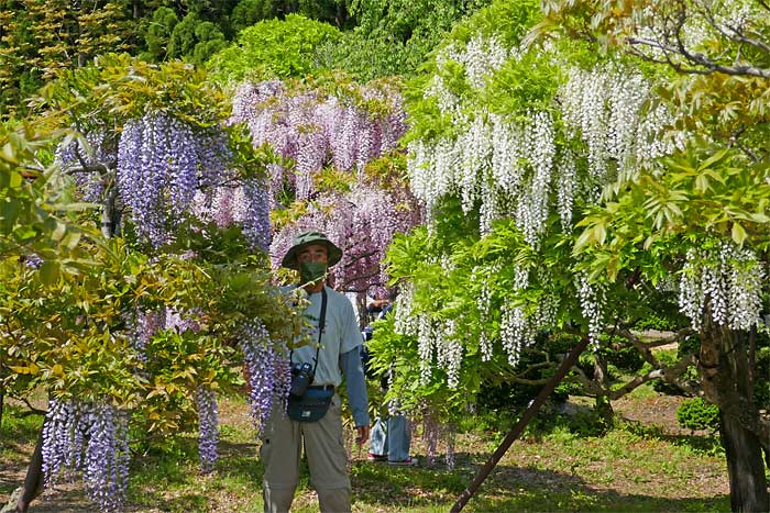 十ノ瀬 藤の郷