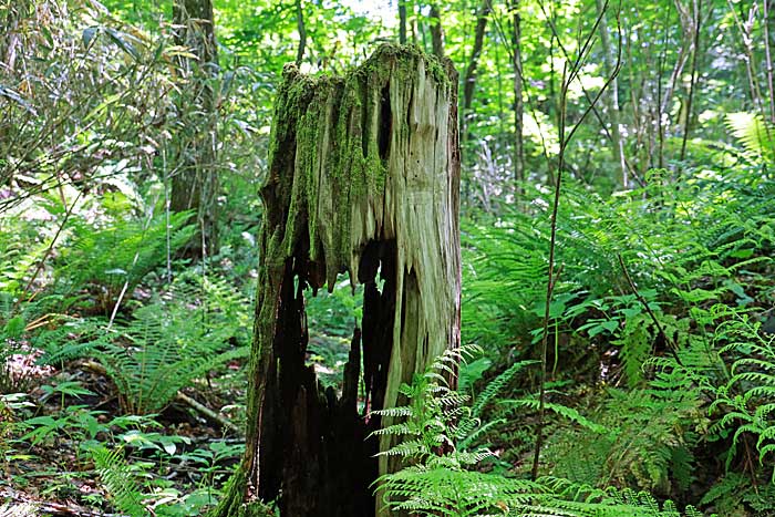 十二湖の森