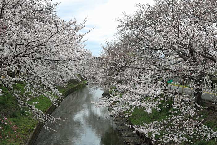 佐保川桜並木