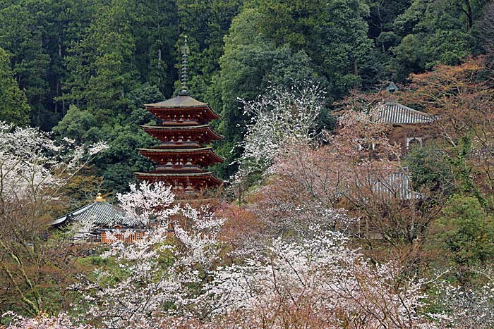 長谷寺