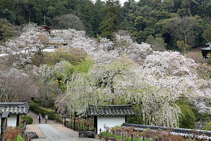 長谷寺