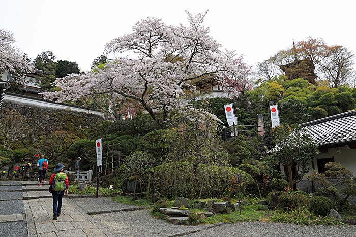 岡寺