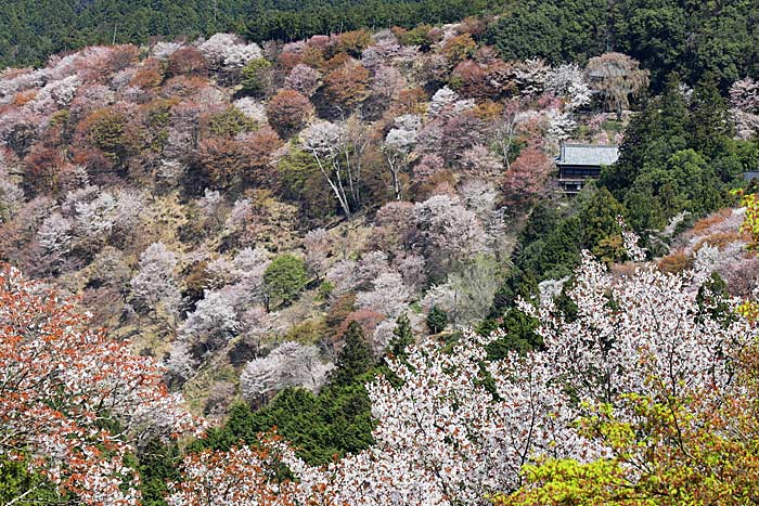 吉野山