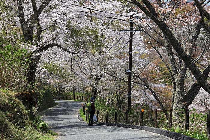 吉野山