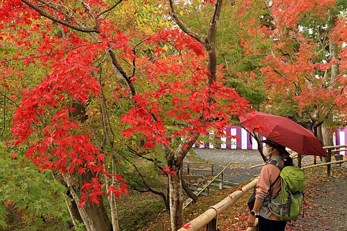 御土居もみじ苑