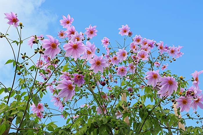 京都府立植物園