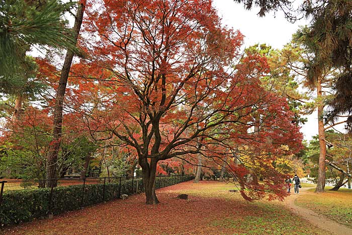 京都御苑