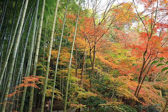 圓光寺