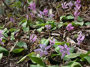 優しいカタクリの花