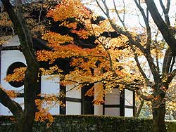 東福寺紅葉