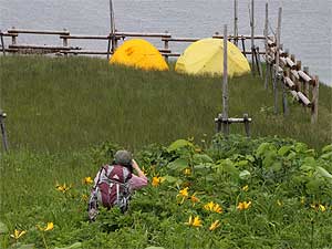 焼尻島白浜野営場