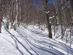 森の中の自然歩道