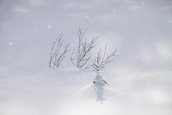 ʂ̉Ae