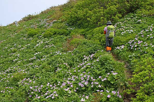 シラネアオイの群落