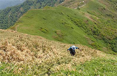 笹に埋もれた登山道