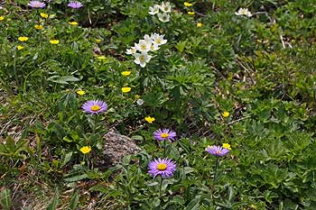 色取り取りの花