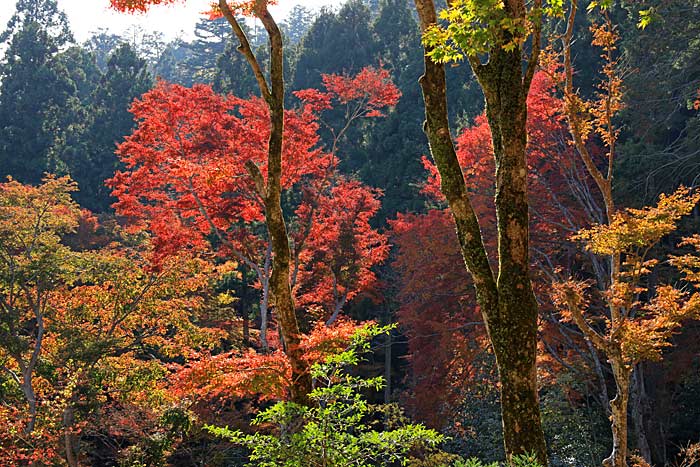 高山寺